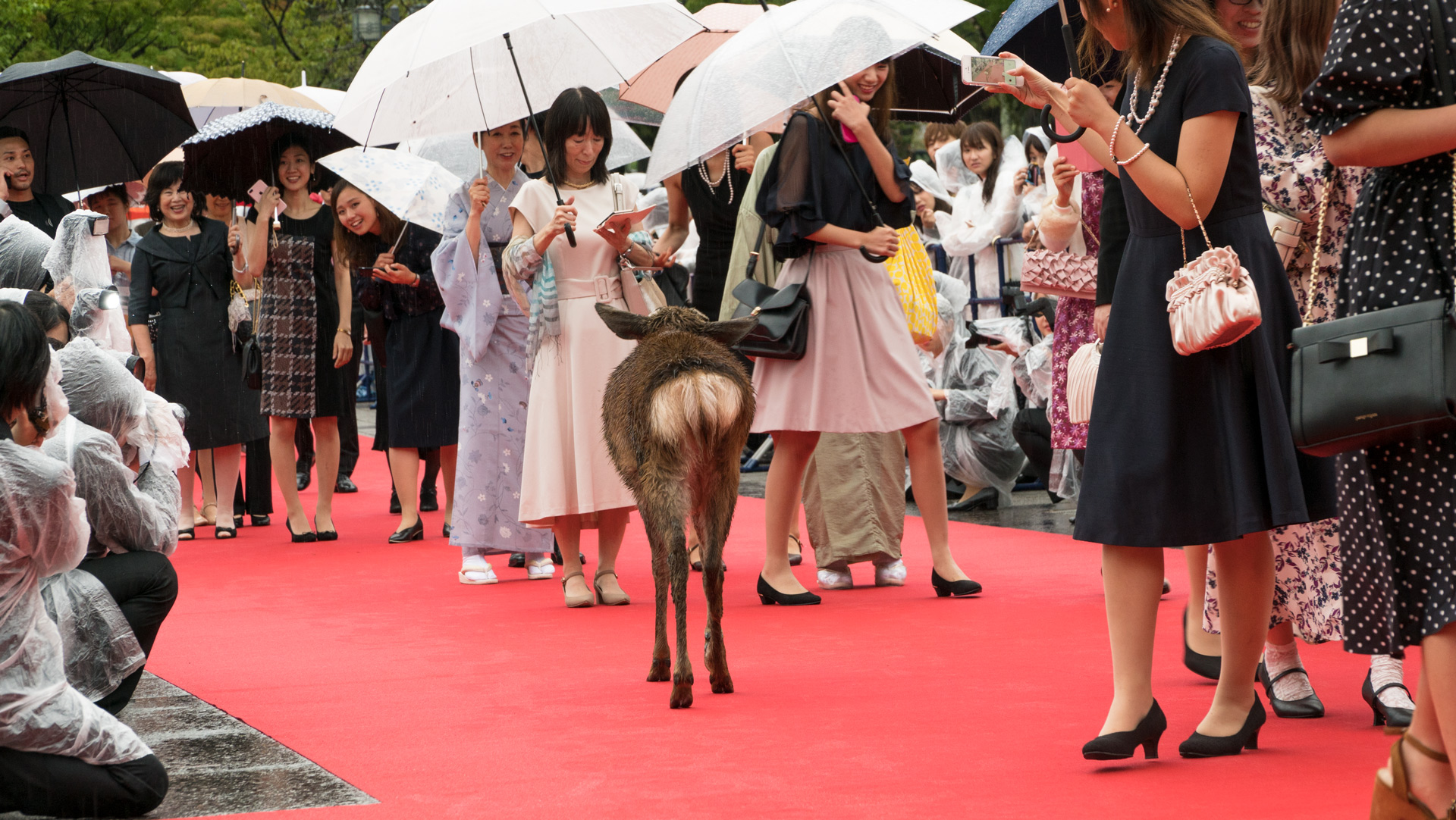 第5回なら国際映画祭開幕 レッドカーペットに豪華ゲストが登場 Short Shorts Film Festival Asia