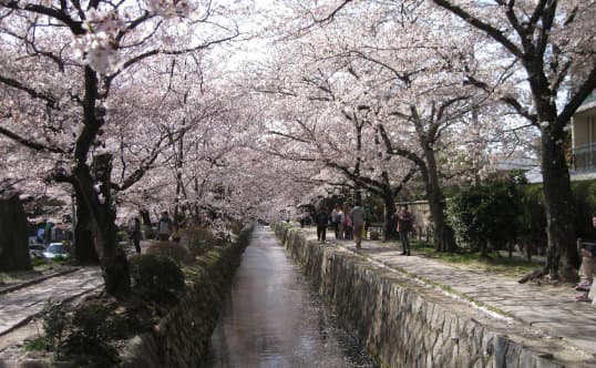 津波そして桜